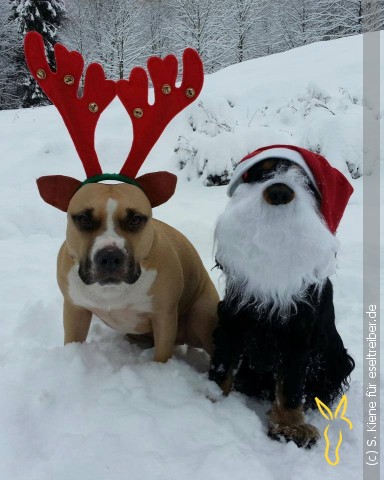 23244584_1774155349322362_1685053244814097240_n_384px