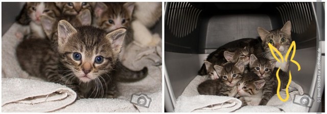 Katzenkinder_1024px