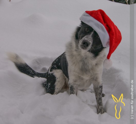 XmasDog_530px