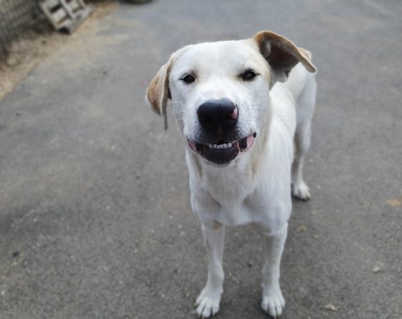 70303675_2601085519956633_7132205138206261248_n-580x460